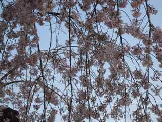 名古屋城の桜1