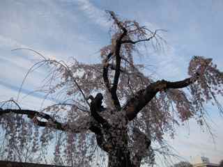 名古屋城の桜2