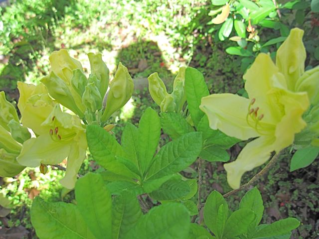 2012春の庭（黄花ツツジ）