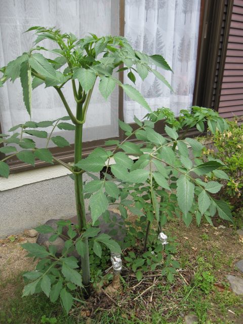 14.5.22のミニ畑