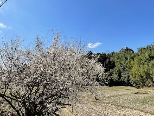 千日墓地への登り口にある梅の花